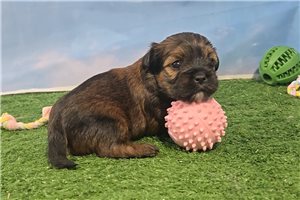 Christa - Shorkie for sale