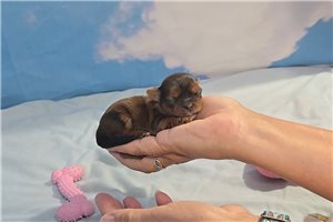 Brulee - Shorkie for sale