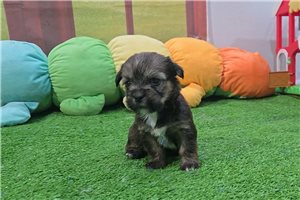 Cedar - Shorkie for sale