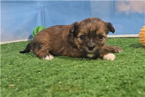Cici - Shorkie for sale