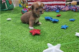Huck - Shorkie for sale