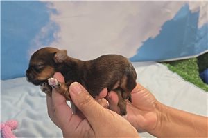 Lumi - Shorkie for sale