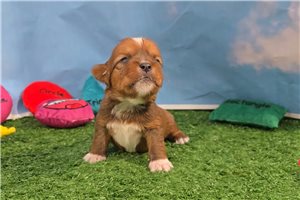 Huck - Shorkie for sale