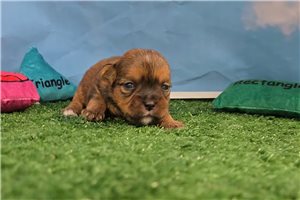 Boone - Shorkie for sale