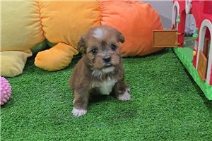 Huck - Shorkie for sale