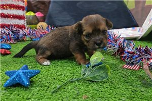 Lumi - Shorkie for sale