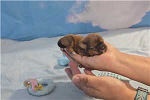 Boone - Shorkie for sale
