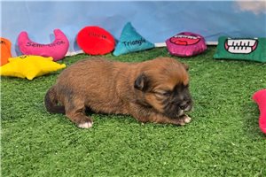 Link - Shorkie for sale