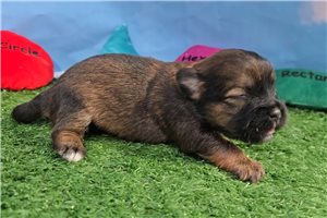 Fable - Shorkie for sale