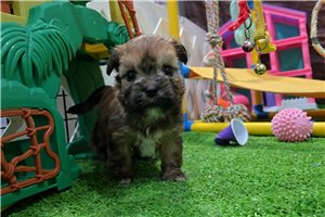 Link - Shorkie for sale