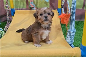 Huck - Shorkie for sale
