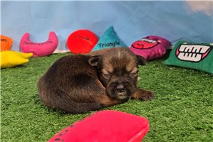 Cedar - Shorkie for sale