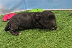 Grayson - Yorkiepoo - Yorkie Poo for sale