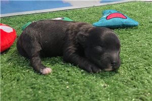 Gabriel - Yorkiepoo - Yorkie Poo for sale