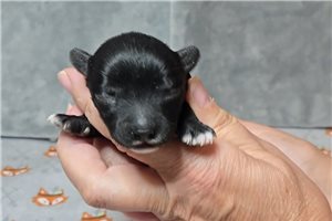 Grayson - puppy for sale