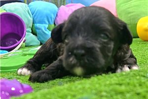 Gabriel - Yorkiepoo - Yorkie Poo for sale