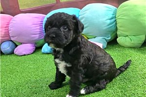 Gabriel - Yorkiepoo - Yorkie Poo for sale