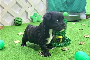 Grayson - Yorkiepoo - Yorkie Poo for sale