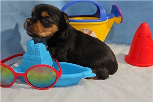 Custard - Yorkshire Terrier - Yorkie for sale
