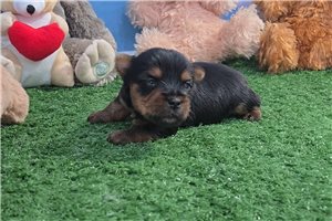 Custard - Yorkshire Terrier - Yorkie for sale