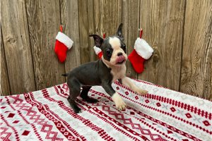 Brooke - Boston Terrier for sale