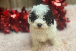 Aphra - Poodle, Toy for sale
