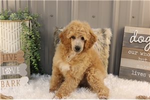 Aengus - Standard Poodle for sale