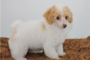 Beau - Poodle, Toy for sale