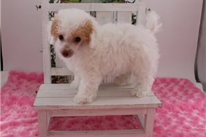 Betsy - Poodle, Toy for sale