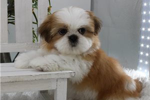 Julia - puppy for sale
