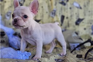 Halley - French Bulldog for sale