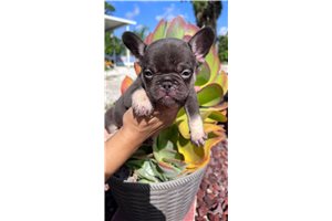 Victoria - French Bulldog for sale