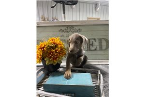 Noelle - Labrador Retriever for sale