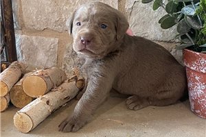 Bailey - Labrador Retriever for sale
