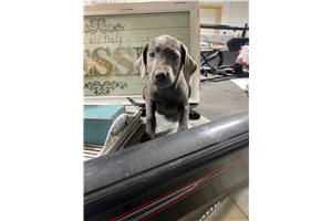 Demi - Labrador Retriever for sale