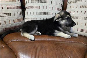 Duke - German Shepherd for sale