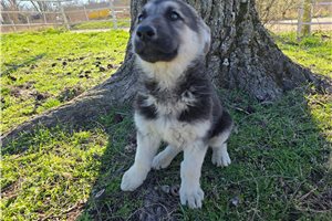 Valkyrie - German Shepherd for sale