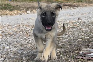 Aspen - German Shepherd for sale