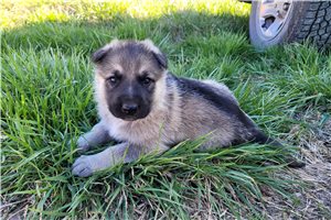 Freya - German Shepherd for sale