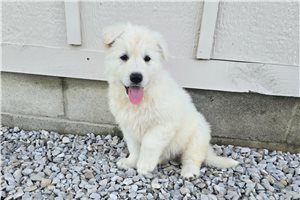 Venus - German Shepherd for sale