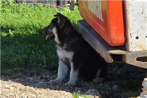 Sable - German Shepherd for sale