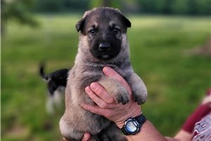 Louisa - German Shepherd for sale