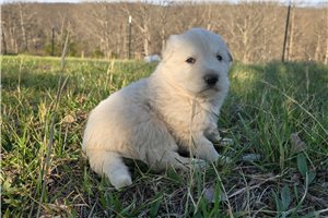 Venus - puppy for sale