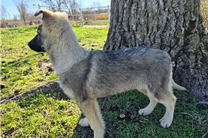 Aspen - German Shepherd for sale