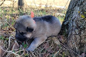 Ragnar - puppy for sale