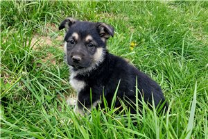 Sif - puppy for sale