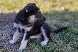 Balto - German Shepherd for sale