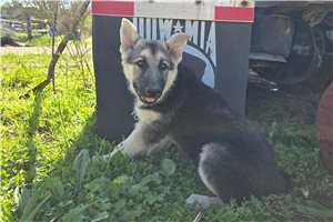 Valkyrie - German Shepherd for sale