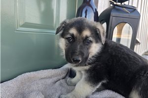Valkyrie - puppy for sale