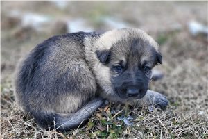 Togo - German Shepherd for sale